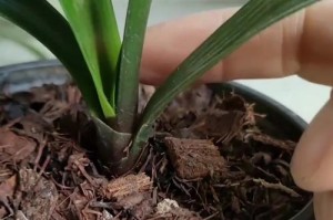 如何种植君子兰的籽（种植君子兰的简单步骤和技巧）