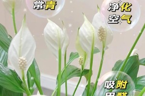 白掌开花变小的原因及解决方法（白掌开花姿态缩小是常见问题，正确管理解决可使其保持良好状态）