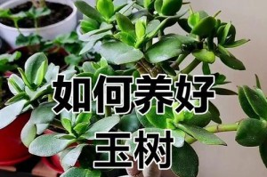 养护玉树的技巧（打造繁茂翠绿的玉树丛林）