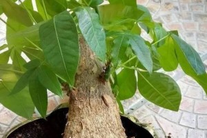 如何让发财树长得更绿？（掌握关键技巧，让你的发财树焕发生机）