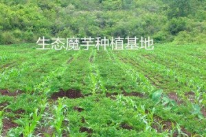 魔芋的生长特点和环境条件（魔芋的生长习性及适宜种植条件，）