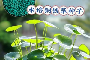 水培铜钱草养护秘籍（如何避免铜钱草发黄，让它保持鲜绿常青？）