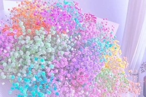 干花满天星花的养殖方法与注意事项（满天星花，美丽干花的佳选）