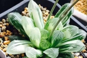 以三角琉璃莲怎么换盆（养护技巧与注意事项）