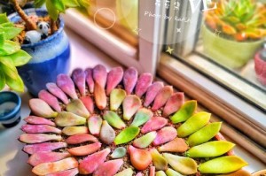 冬季叶插多肉的方法与技巧（在寒冷的冬季中顺利繁殖多肉植物）