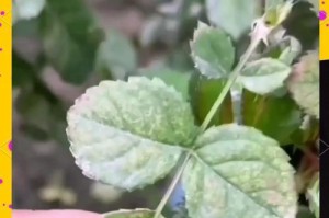 月季花生蜘蛛的防治方法（针对月季花生蜘蛛的应对策略）