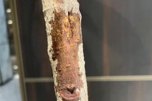 橡胶树的浇水技巧（学会科学的橡胶树浇水方法，助力植株健康生长）