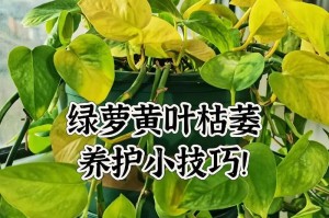 绿萝的复合肥施肥方法（打造健康茁壮的绿萝，不可忽视的复合肥施肥技巧）