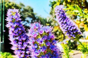 鲁冰花的生长特征和分类解析（一年生还是多年生植物？——以鲁冰花为例）