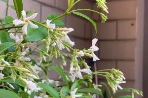 风车茉莉怎么浇水？（养护技巧、浇水频率、注意事项）