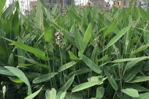 打造美丽家居空间的秘密武器——室内水生植物