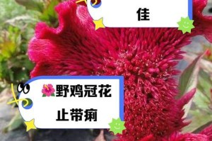 鸡冠花的种植与养护（了解栽种时间和方法，让你的花园更加美丽）