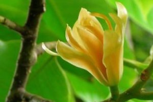 黄桷兰为何不易开花？（揭开黄桷兰开花难题的原因及解决方法）