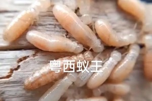 奇特的生物——会飞的白蚁（探秘白蚁的飞行之谜）