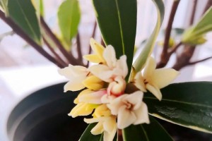 金边瑞香的养殖技巧（打造高大茂盛的金边瑞香花园）
