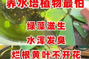 如何防止绿萝烂根（掌握关键养殖技巧，让绿萝健康茁壮）