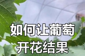 葡萄肥料施用技巧，促进开花结果（科学施肥方案助力葡萄高产）