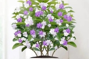 以莱莉花的养殖全攻略（打造美丽花园的关键秘籍）