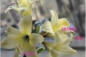 揭秘朱顶红花的授粉奥秘（探索朱顶红花授粉的神奇过程与技巧）