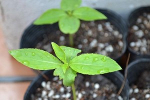 凤仙花幼苗的养护指南（培育健康茁壮的凤仙花幼苗，关键在于适宜的环境和科学的养护方法）