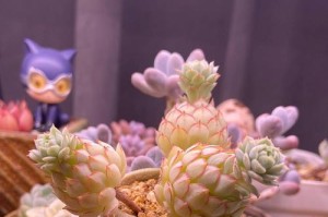 小红衣养育指南（打造健康、快乐的小红衣宠物狗生活）