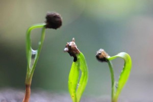 菠菜种子发芽的时间及注意事项（掌握发芽周期，轻松种植好菠菜）