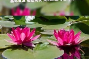 睡莲和荷花的区别及辨识方法（通过形态、花朵和生长环境来区分睡莲和荷花）
