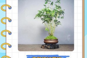 如何救治发黄的龙竹？（有效方法帮助龙竹恢复生机）