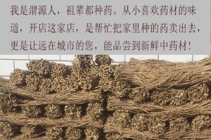 黄芪的生长环境条件及特点详解（探究黄芪的生长需求与适应性能力）