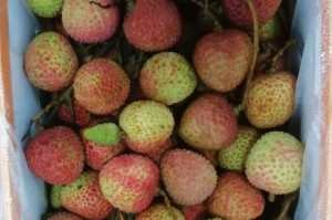 灵山荔枝上市时间与品质分析（关注灵山荔枝成熟时间，抢购新鲜果实）
