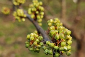 李子开花时间分析（了解李子花期，早做准备）