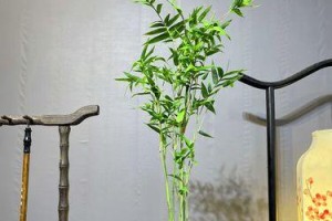 如何防止水竹杆子发黄（简单有效的方法让水竹杆子保持原色）