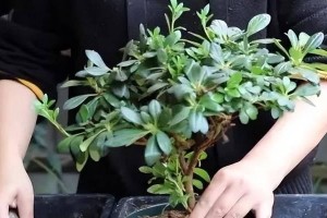 杜鹃花的水浇多了怎么办（如何正确给杜鹃花浇水避免过多水分）