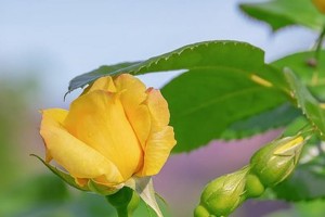 属鸡的理想花卉选择（打造宜人花园，让鸡年更加美好）