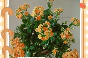 为什么以不缺水花的叶子会发干？（叶片失水过多引发的发干现象及其原因分析）