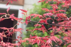 红枫树开花的美丽与神秘（探秘红枫树开花的过程和魅力，揭示其背后的奥秘）