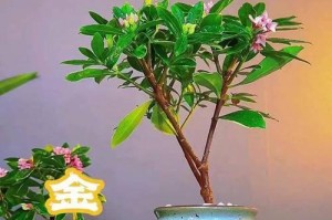 金边瑞香种植养护全攻略（打造花园的明星，让金边瑞香在你的庭院中绽放）
