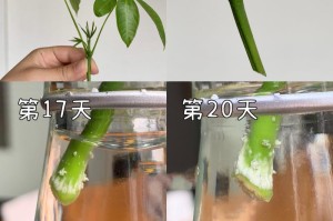 解决发财树水养根烂问题的有效方法（保护植物根系健康，让发财树永远茁壮）