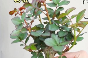 盆栽小玫瑰花的种植技巧（种植盆栽小玫瑰花的步骤及注意事项）