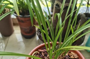 揭秘兰花长不好的原因（探索兰花生长难题的关键）