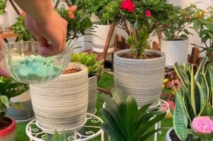 如何养好以太阳花的叶子？（掌握关键养护技巧，让你的以太阳花叶子长得更好！）