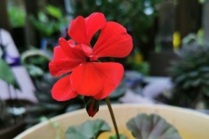 红色金银花的开花频率（探究红色金银花的开花规律及影响因素）