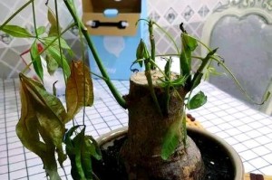 花草烂根的处理方法（如何有效地解决花草烂根问题）