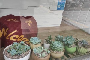 室内飘窗养多肉的完美指南（打造绿意盎然的室内飘窗花园，让多肉状态出众！）