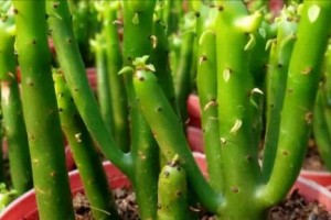 家里为什么不能养肉肉花？（原因分析及养花的好处）