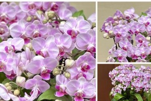 黄木香的喜阳与喜阴之争（探究黄木香生长环境及其对生长的影响）