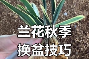兰花养殖指南（新手兰花爱好者必读）