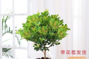 室外米兰花养护全攻略（打造迷人花园，以米兰花为主角）