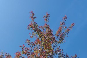 为什么有些树在春天会掉叶子？（为什么有些树在春天会掉叶子？）