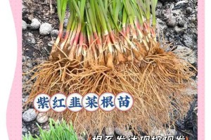 韭菜种植全攻略（时间与方法，让你轻松种出好韭菜）